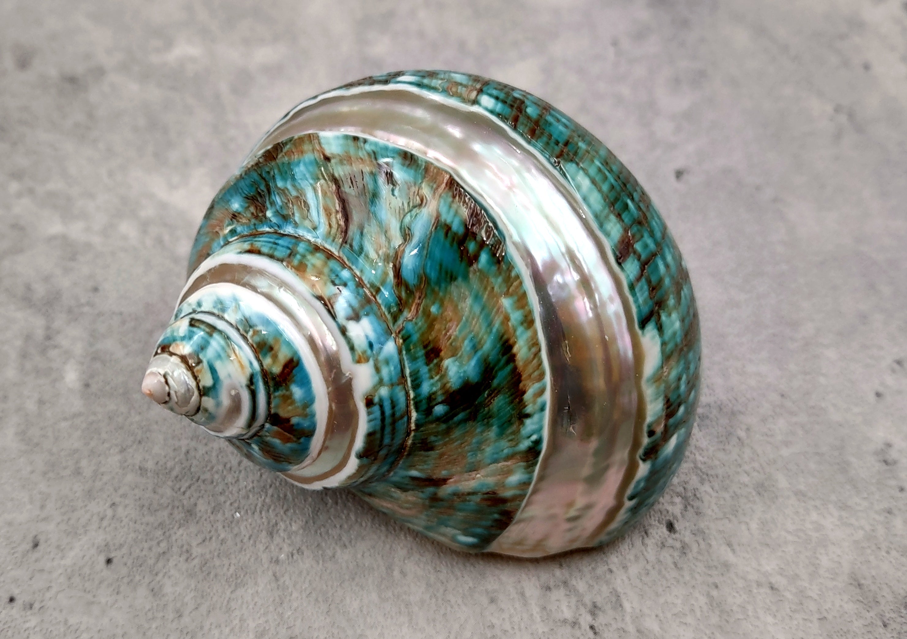 Turbo Shell Astrology Stone For Energy & Protection